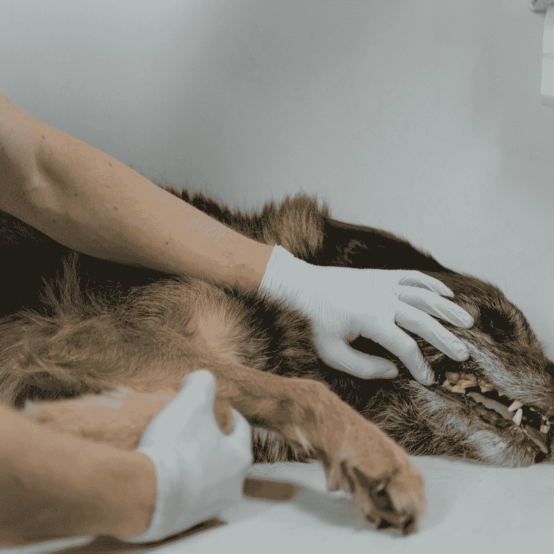 Common Dog Health Problems