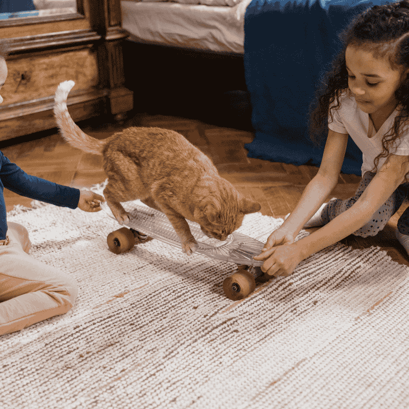 DIY for pets