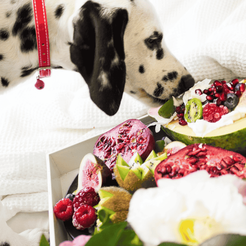 How to Transition Your Dog to a New Food: A Complete Guide