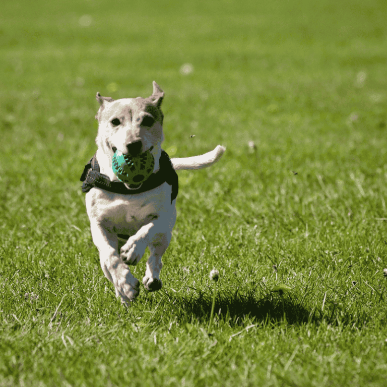 Puppy Playtime Essentials