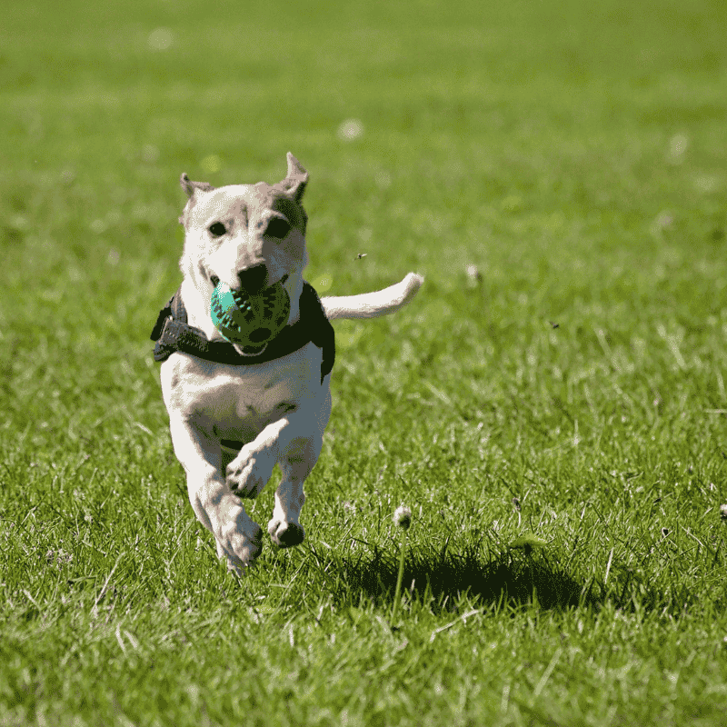 Puppy Playtime Essentials
