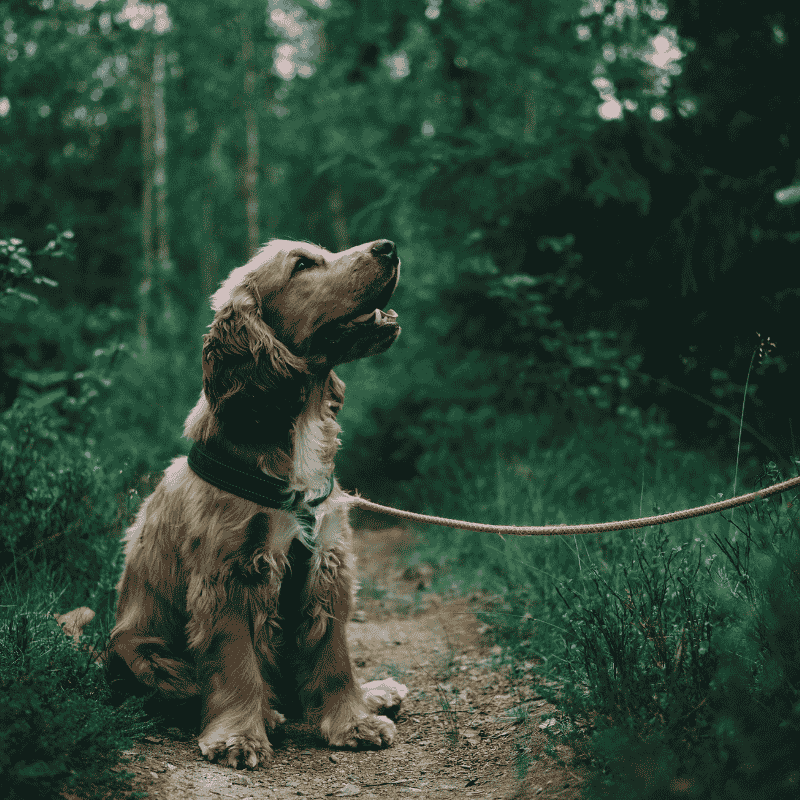 dog care
